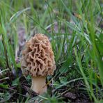 Morchella esculenta