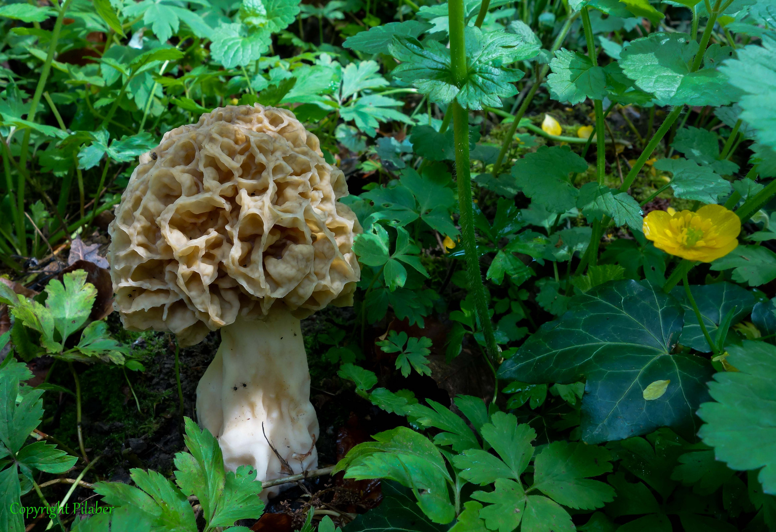 Morchella esculenta