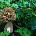 Morchella esculenta