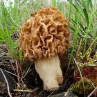 Morchella esculenta