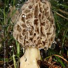 Morchella esculenta (in the rain)