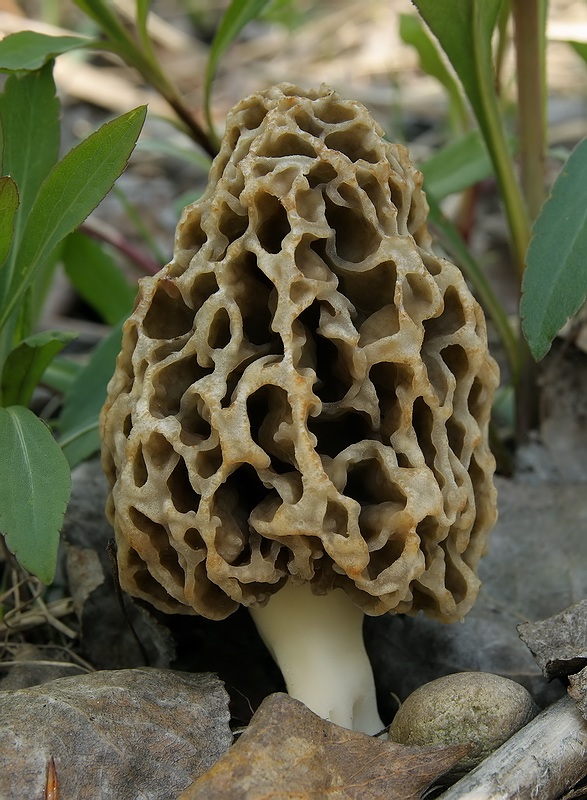 Morchella vulgaris - smrcok obycajny