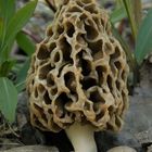 Morchella vulgaris - smrcok obycajny