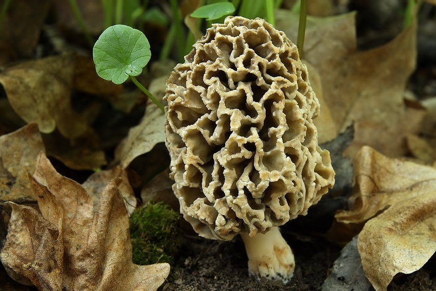 Morchella vulgaris - smrcok obycajny