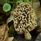 Morchella vulgaris - smrcok obycajny