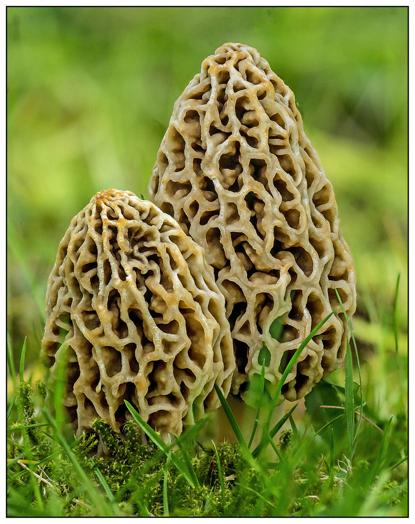 Morcheln im Gras Foto & Bild | pflanzen, pilze & flechten, pilze ...