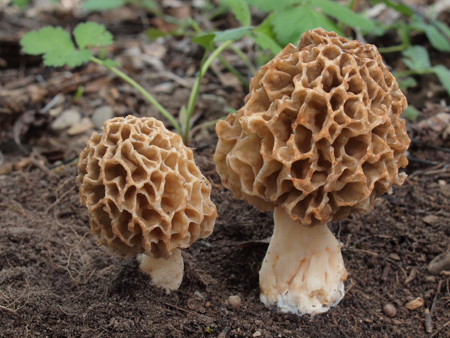 Morcheln  (Morchella esculenta) in der Weißdornhecke