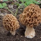 Morcheln  (Morchella esculenta) in der Weißdornhecke