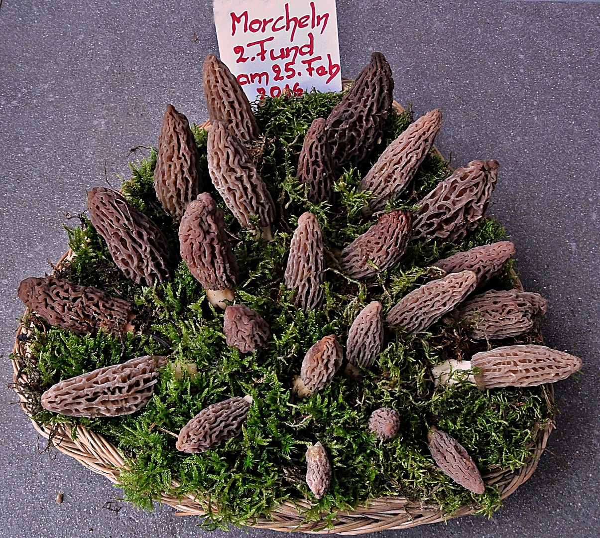 Morcheln . . . . . morilles