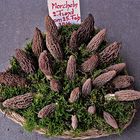 Morcheln . . . . . morilles