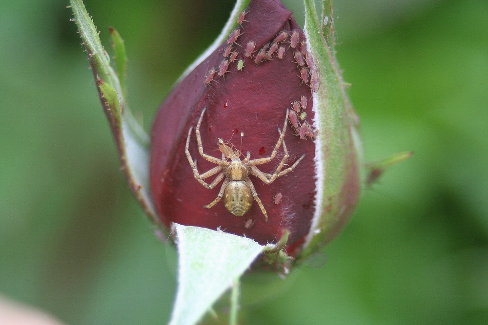 Mord an der Rose