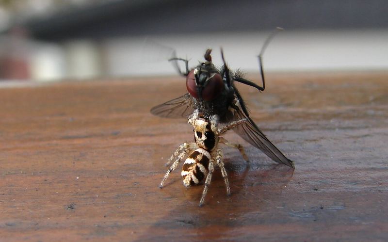 Mord auf dem Balkongeländer!