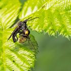 Mord im Brombeergebüsch