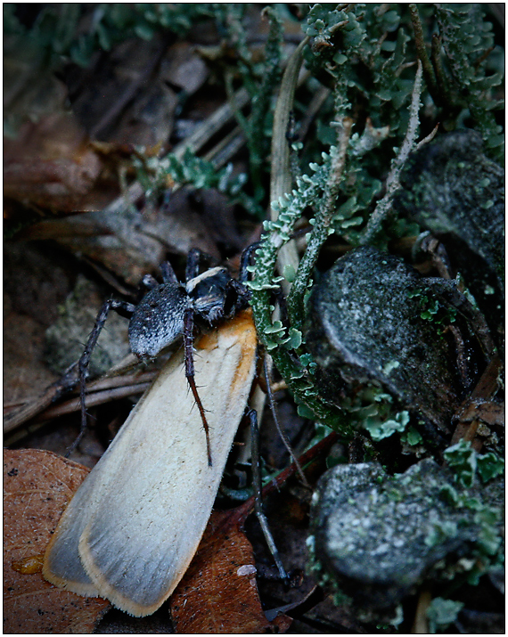 Mord im Flechtenwald