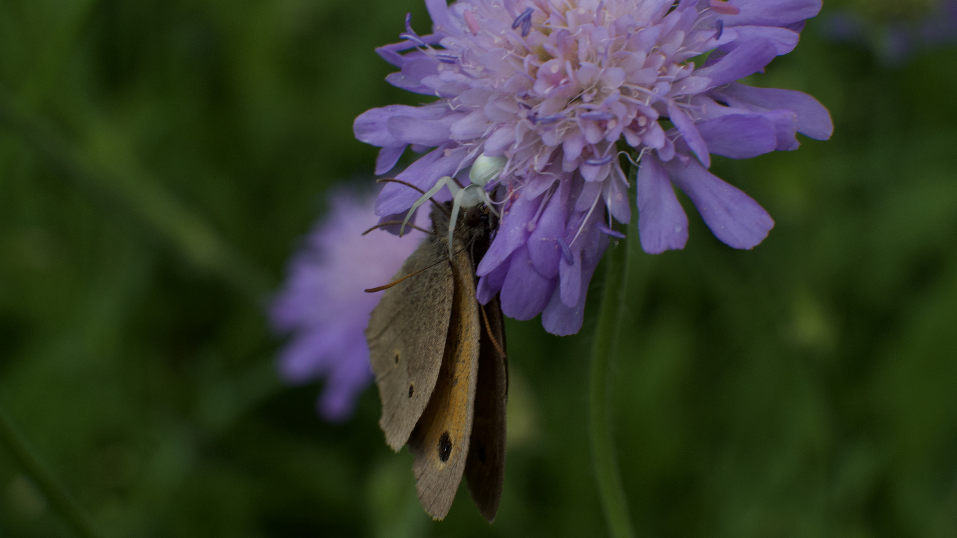 Mord im Garten