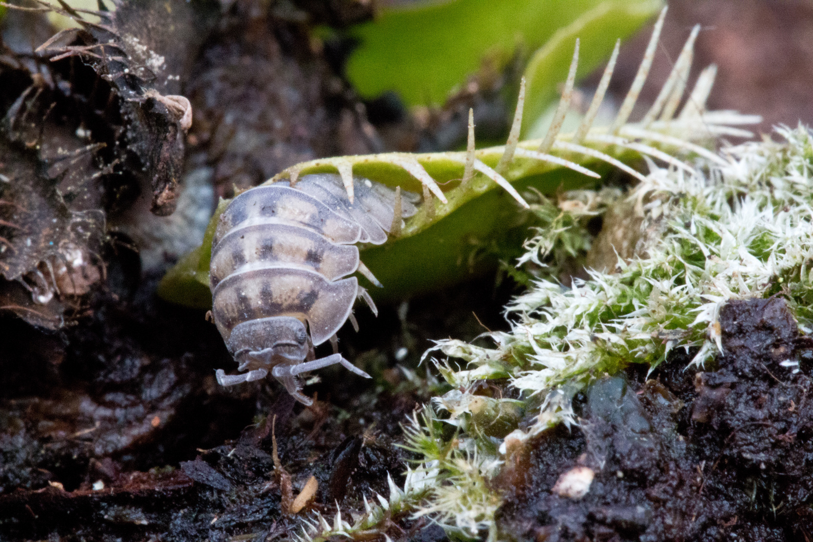 Mord im Garten