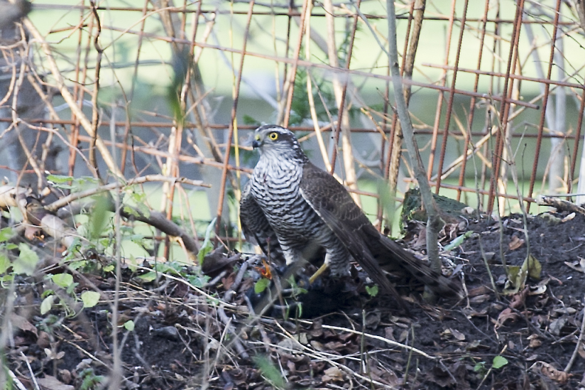 Mord im Garten