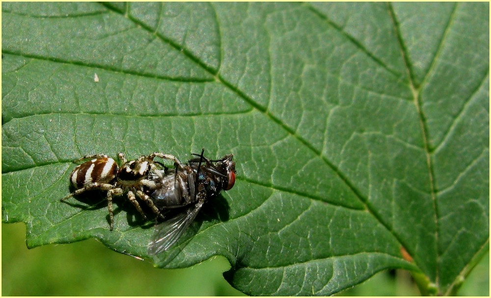 Mord im Garten ...aber es war nicht der Gärtner...