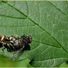 Mord im Garten ...aber es war nicht der Gärtner...