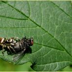 Mord im Garten ...aber es war nicht der Gärtner...