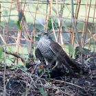 Mord im Garten der Sperber