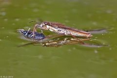 Mord im Gartenteich