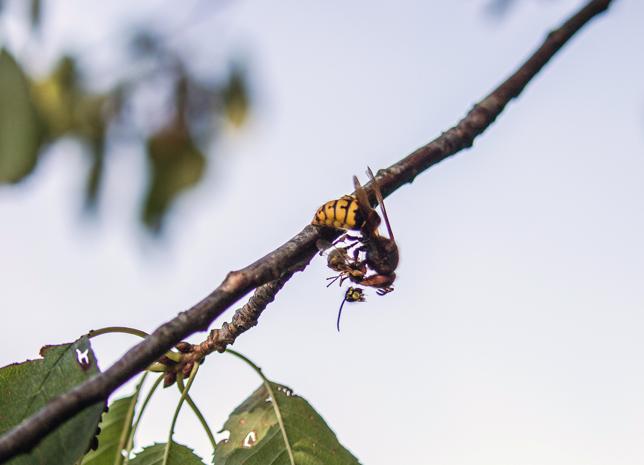 Mord im Kirschbaum