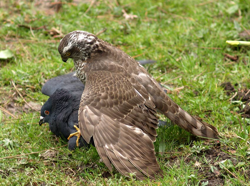 mord im park