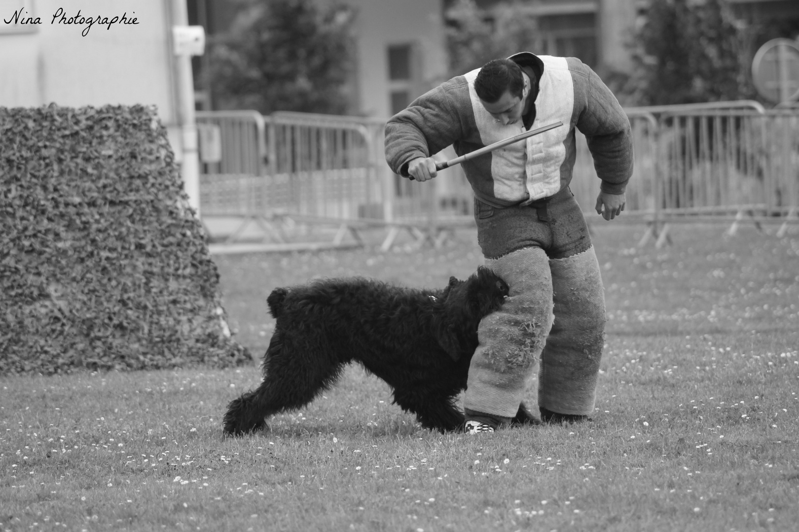 Mordant avec un bouvier des Flandres !