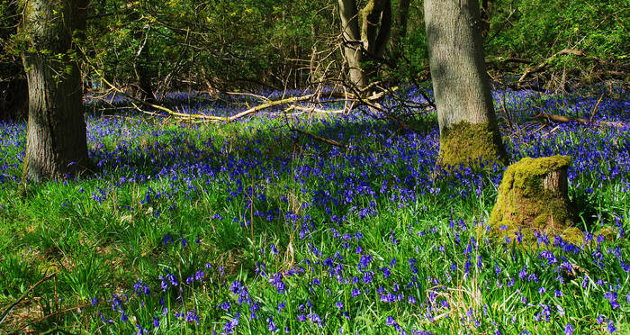 More Bluebells