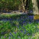 More Bluebells