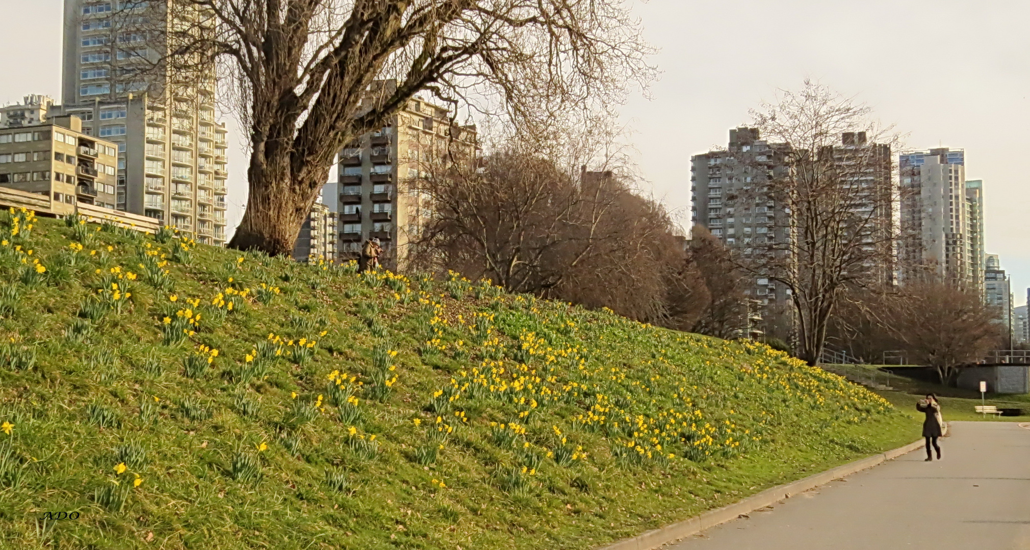 More Daffodils