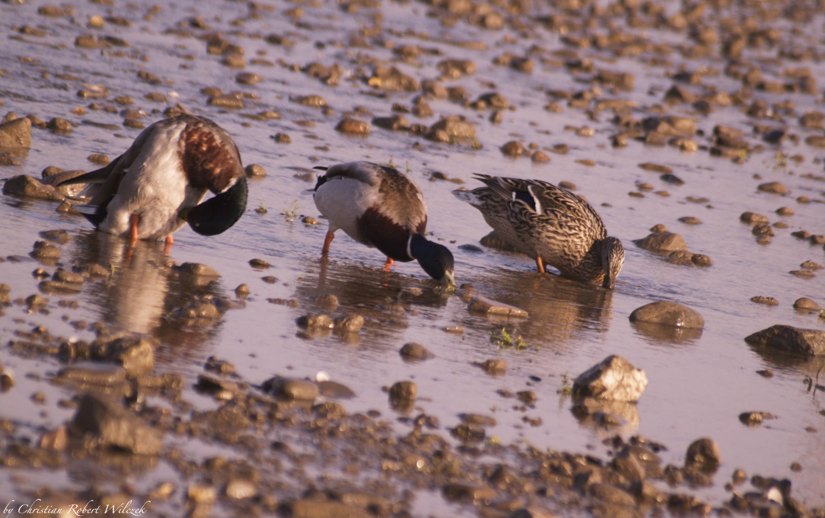 more ducks