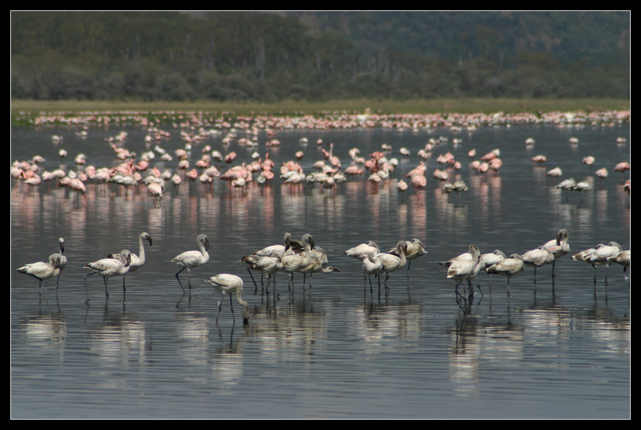 ... More Flamingos at Lake Nakuru ...