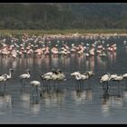 ... More Flamingos at Lake Nakuru ...