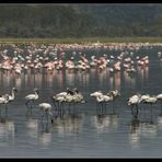 ... More Flamingos at Lake Nakuru ...