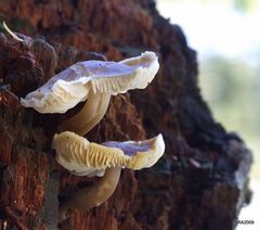 More from a woodland walk...