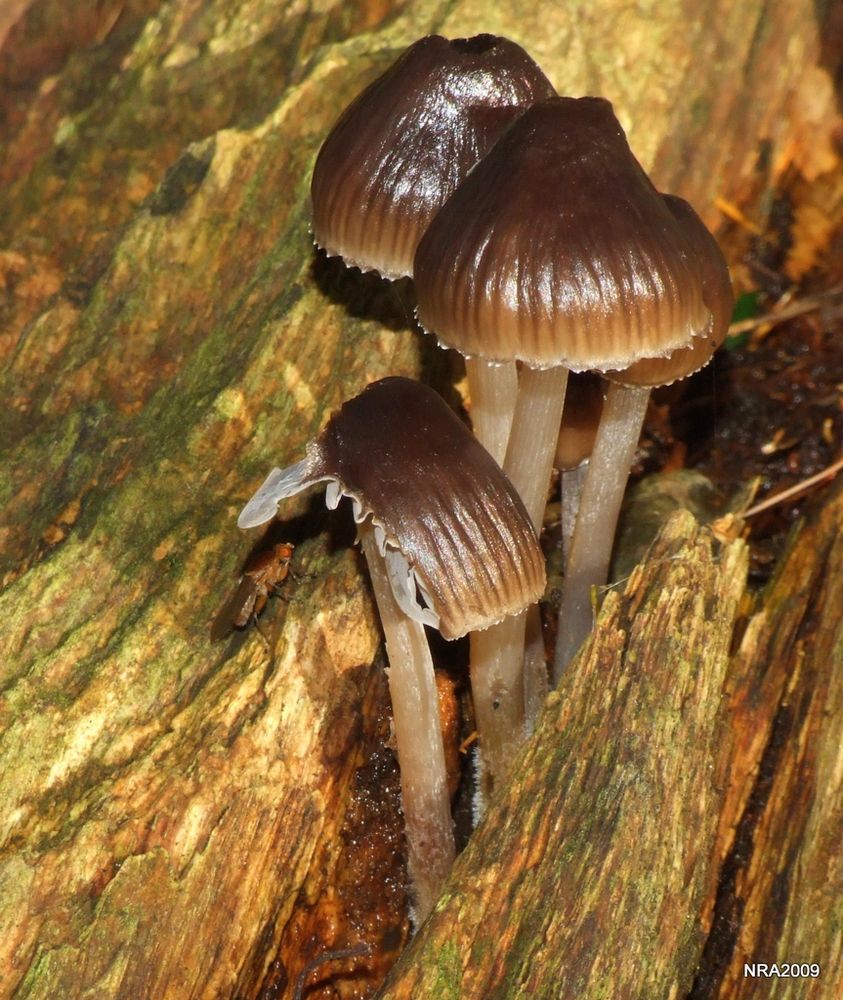 More fungi 2009