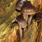 More fungi 2009