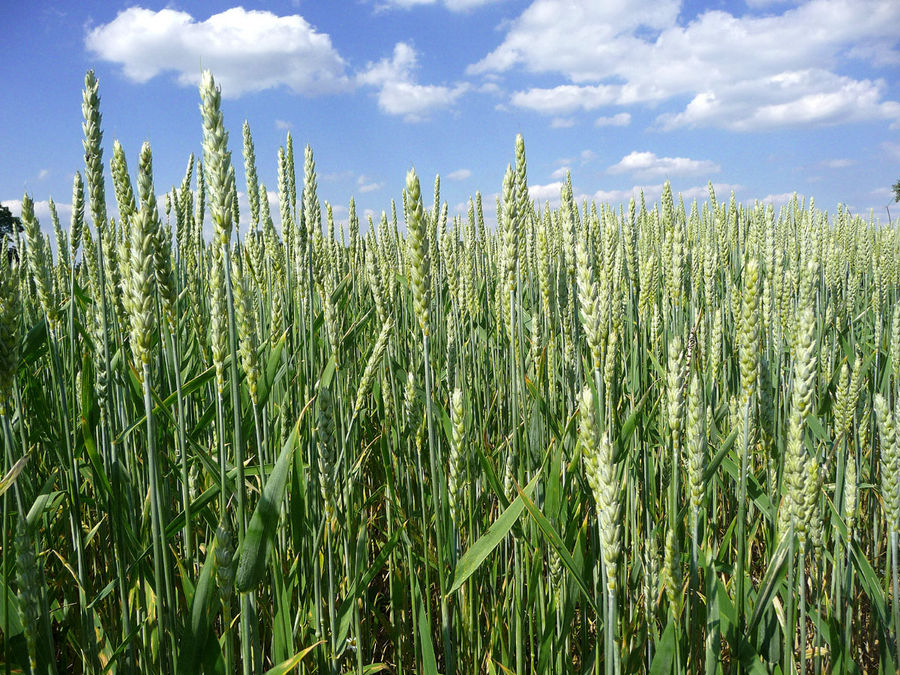 More grain under blue sky