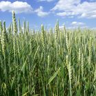 More grain under blue sky