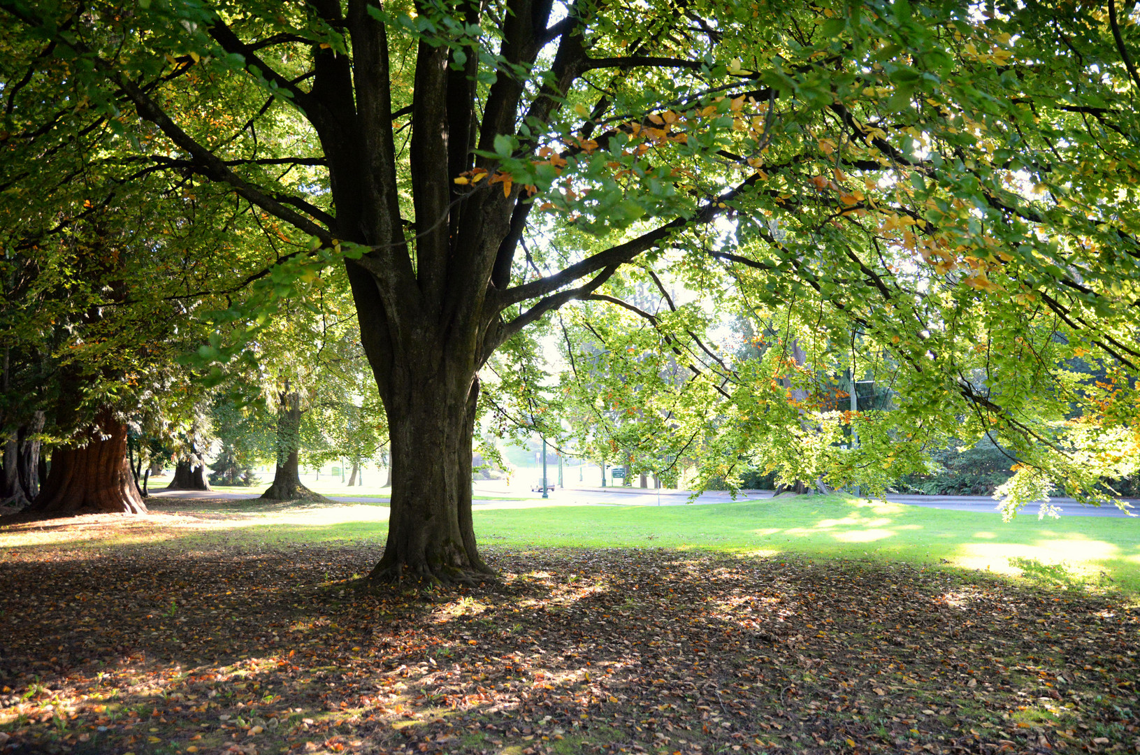 more impressions in Stanley Park