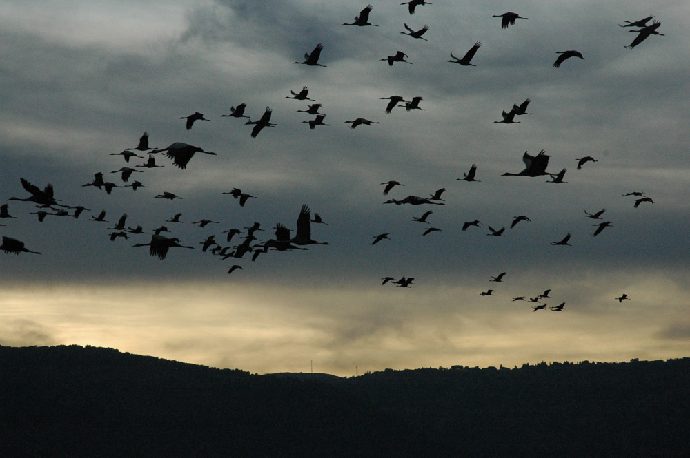 More migrating cranes