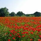 More poppies