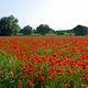 More poppies