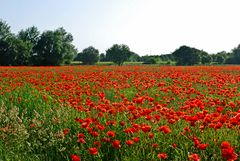 More poppies