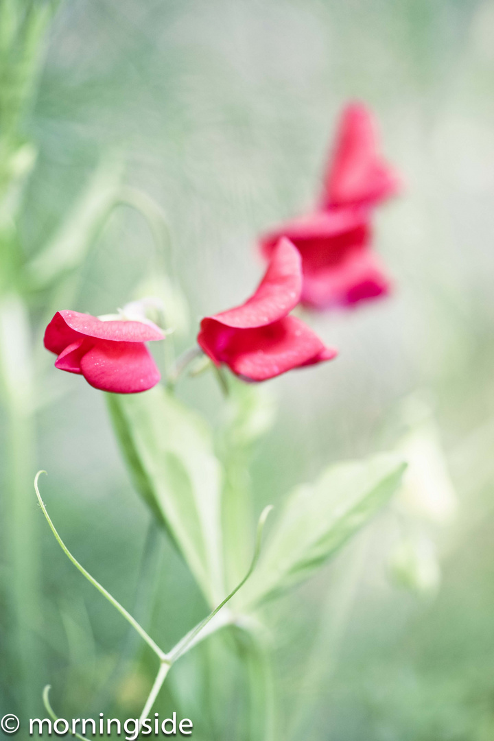 more red sweet peas