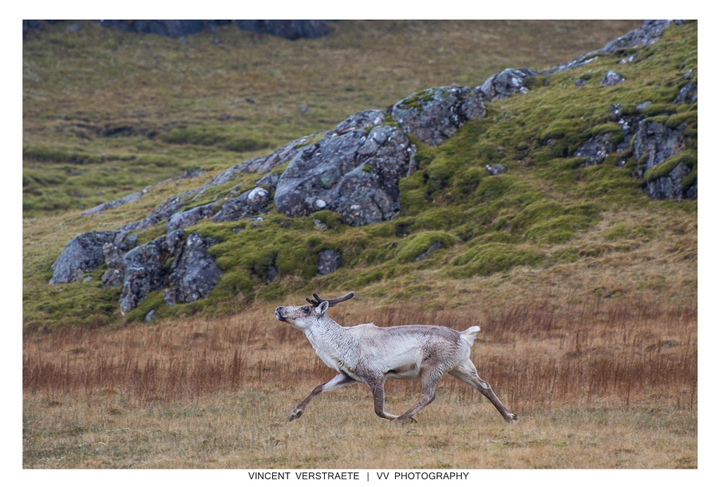 More reindeer