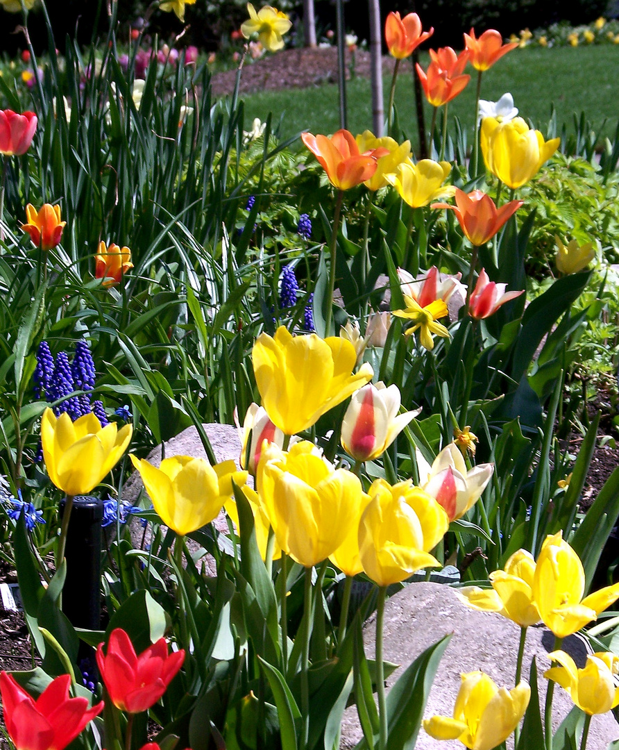 More Spring Flowers