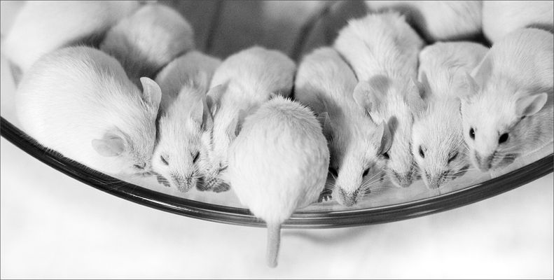 more than 3 blind...